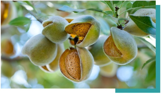 Nut University: How to Use Almonds and Walnuts to Supercharge Your Produce Department