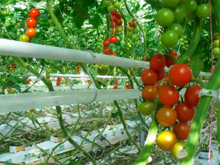 Indoor Agtech: How to commercially grow hydroponic tomatoes